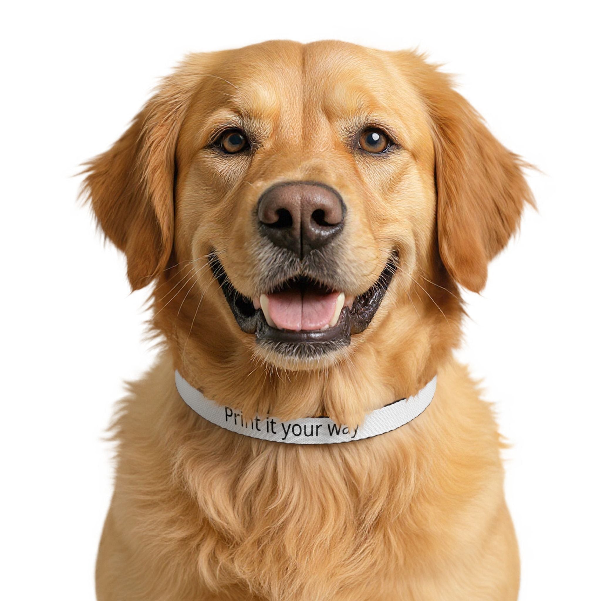 Custom Clip-On Pet Collar — Personalized Printed Collar (Add Your Text)