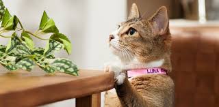 Custom Clip-On Pet Collar — Personalized Printed Collar (Add Your Text)